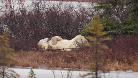 A-restless-lounging-polar-bear-waits-for-the-winter-freeze-up-amongst-the-sub-arctic-brush-and-trees-of-Churchill,-Manitoba