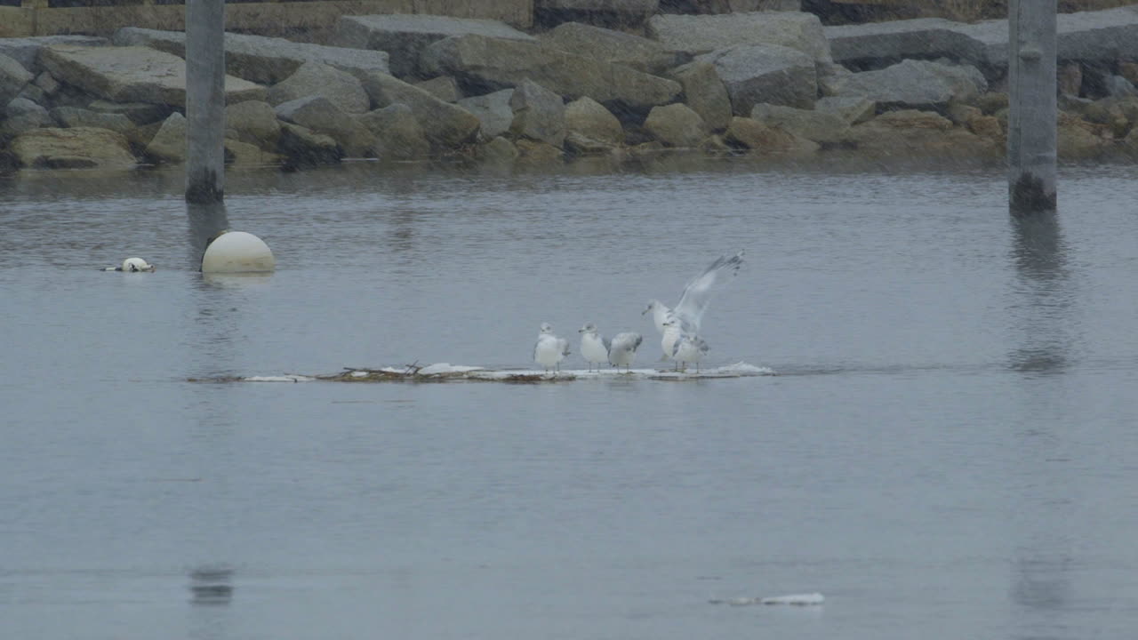 Seagulls floating on a sheet of ice while it snows around them and near a rocky shoreline, at mouth of Saco River in Maine. Clip A