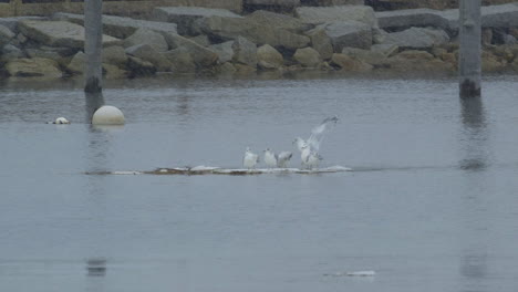 seagulls floating on a sheet of ice while it snows around them and near a rocky shoreline, at mouth of saco river in maine. clip a
