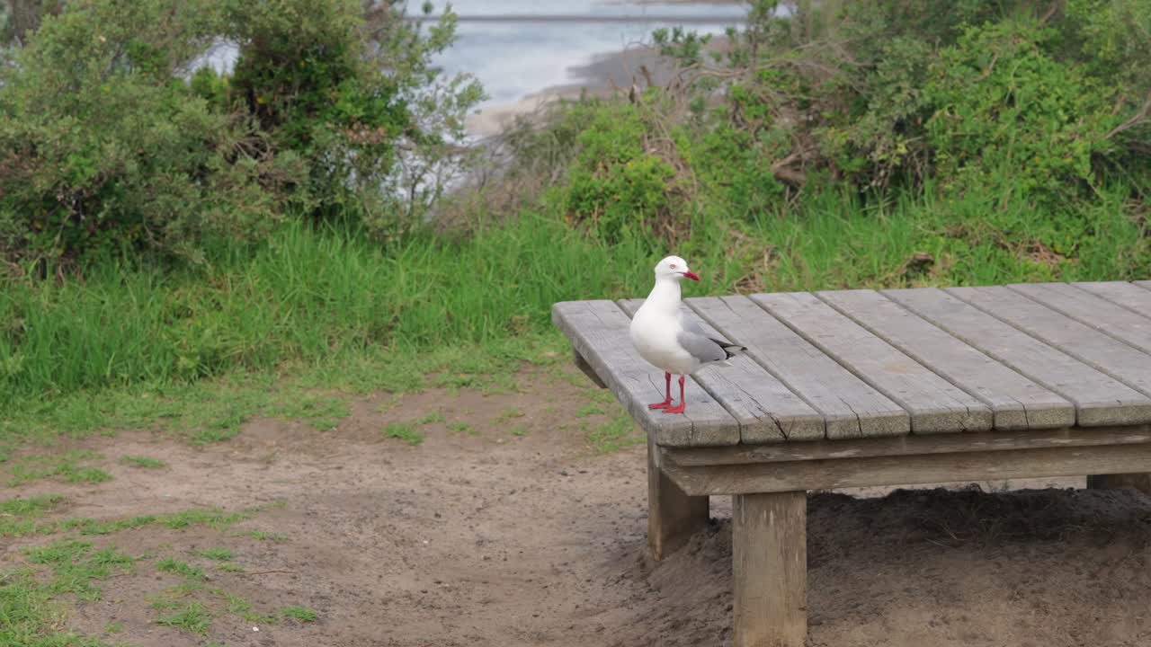 A seagull perches gracefully on a wooden stand, overlooking the serene waters with a calm, watchful gaze.