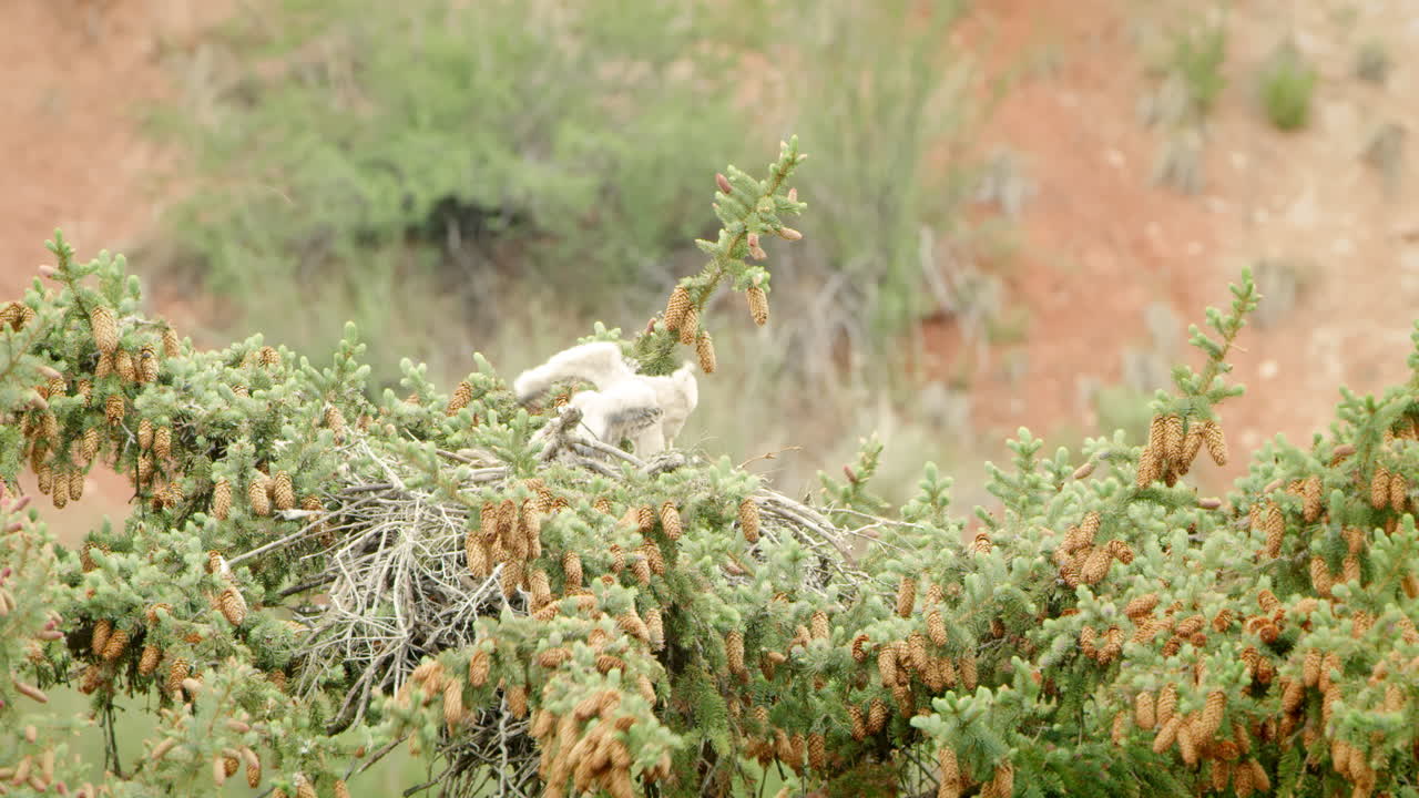 강한 바람에 소나무 위에 둥지에 아기 붉은 꼬리 매