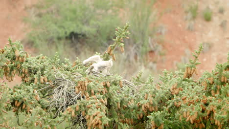 baby red-tailed hawks in nest on top of pine tree in heavy wind