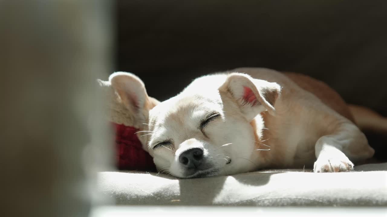 A small dog sleeps peacefully in warm sunlight. Soft, gentle moment ideal for themes of comfort, relaxation, home life, pets, and emotional storytelling
