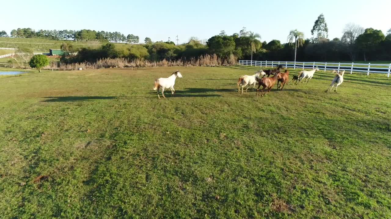 caballos árabes asustados corriendo salvajes, sus figuras elegantes y poderosas encarnando una mezcla de gracia y miedo, capturando la esencia de la belleza indomable