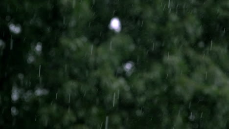 Un-Aguacero-De-Tormenta-De-Lluvia-Torrencial-Disparado-A-250-Fotogramas-Por-Segundo-Con-Una-Profundidad-De-Campo-Poco-Profunda-Cae-Frente-Al-Follaje-De-Un-árbol-Verde-Y-Muestra-Microgotas-De-Lluvia-Rebotando-Entre-Gotas-De-Lluvia-Más-Grandes