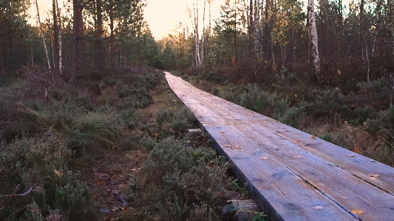 Sentiero escursionistico in legno ghiacciato che attraversa una tranquilla palude all'alba con foglie dorate e una luce mattutina soffusa