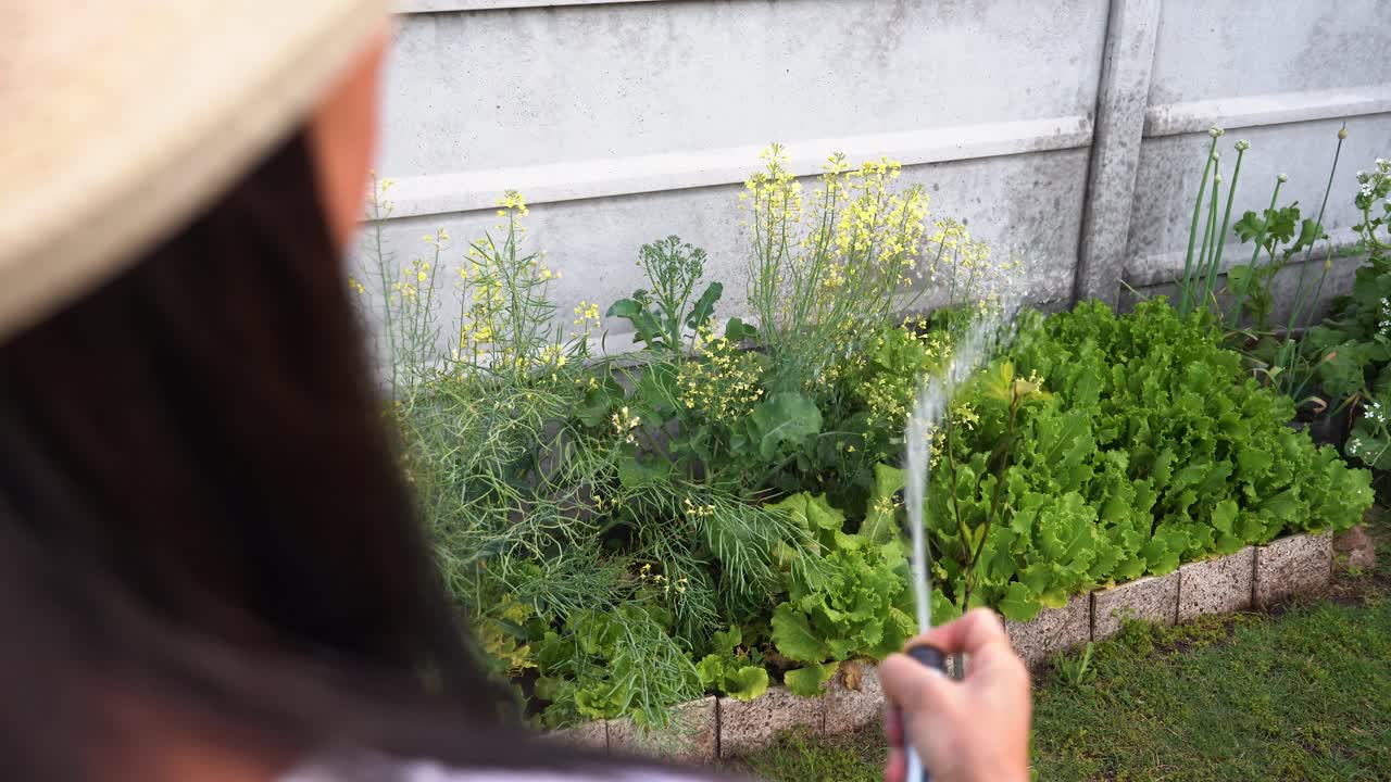 jardinero regando plantas de lechuga y brócoli cultivadas en casa en el jardín