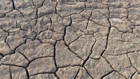 closeup of dry dehydrated cracked terrain with small plant sprouts growing