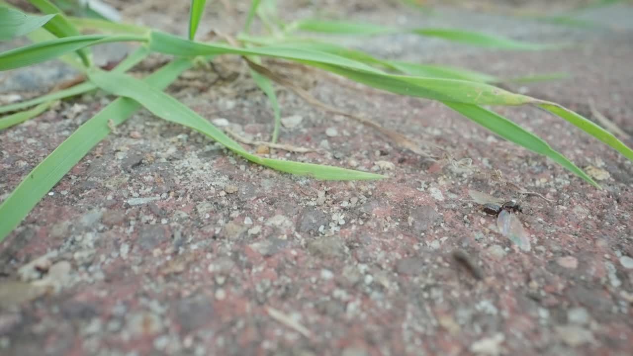 Macro ants move over dirt trail with light green grass and roots visible, slow motion