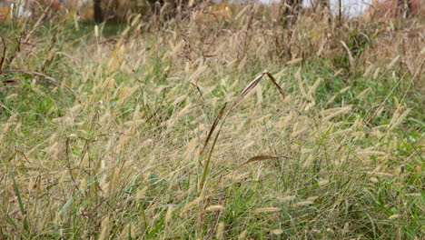 tall grass blowing in the wind