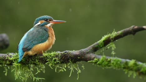 A-common-Kingfisher,-Alcedo-atthis-species,-shakes-its-body-to-splash-out-the-water