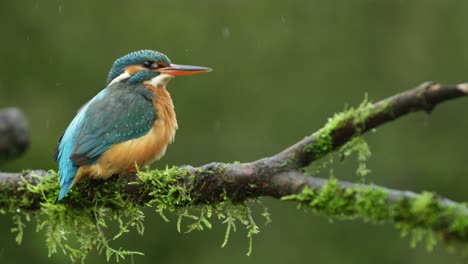 a common kingfisher, alcedo atthis species, shakes its body to splash out the water