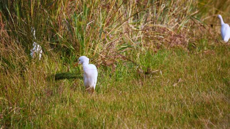 Group-of-wild-Cattle-Egrets-grazing-between-grass-in-sunlight---African-National-park-in-summer,-close-up