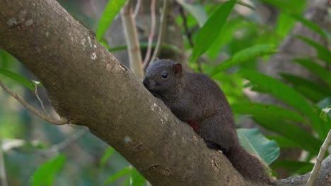 A-wild-pallas's-squirrel-resting-on-tree-branch,-staring-at-the-camera,-close-up-shot