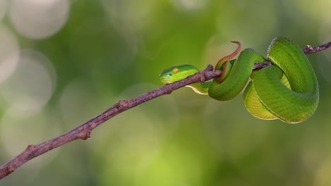 La-Víbora-De-Labios-Blancos-Es-Una-Víbora-Venenosa-Endémica-Del-Sudeste-Asiático-Y-A-Menudo-Se-Encuentra-Durante-La-Noche-Esperando-En-Una-Rama-O-Rama-De-Un-árbol-Cerca-De-Un-Cuerpo-De-Agua-Con-Muchos-Alimentos