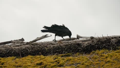 pájaro negro, plumas oscuras contra la madera en descomposición hace hincapié en su soledad