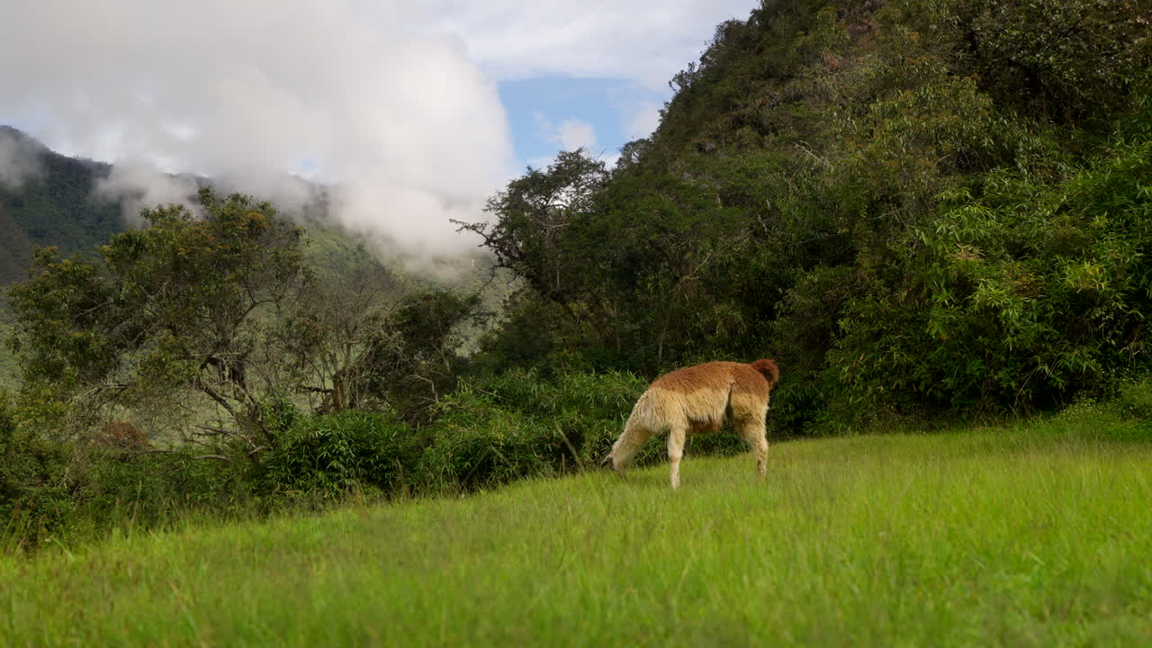 Llama pastando libremente en una pradera de ruinas en Machu Picchu, Perú. Vista lateral