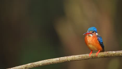 a slighly blurry image of a blue-eared kingfisher bird standing on a branch and the flying