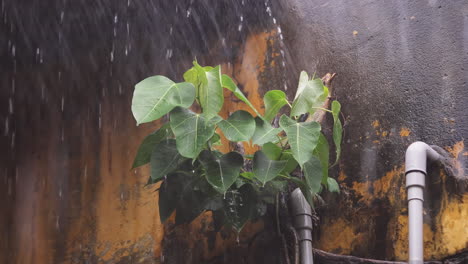 Fuertes-Lluvias-Cayendo-Sobre-El-Crecimiento-De-Las-Plantas-En-La-Pared-Amarilla-Desgastada-Del-Apartamento