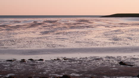 Forrajeo-De-Aves-Migratorias-En-La-Isla-Holandesa-De-Terschelling,-Zoom-Out