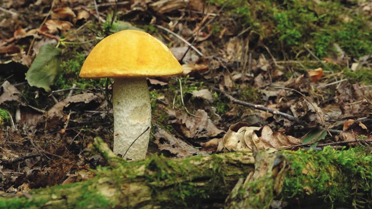 Autumn mushrooms in the forest sunlight in the forest