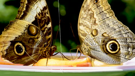 close up of two beautiful owl butterflies feeding from orange slices