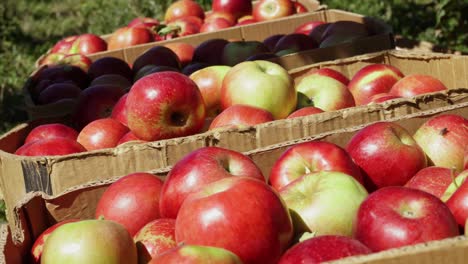 Cajas-Llenas-De-Manzanas-Rojas-Maduras,-última-Cosecha