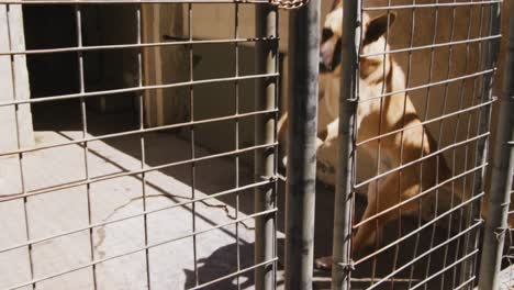 abandoned dog locked up in a shelter