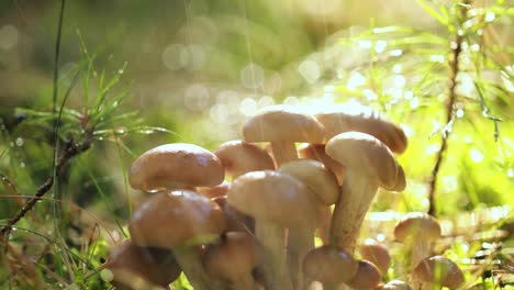 hongos armillaria de agarico de miel en un bosque soleado bajo la lluvia.