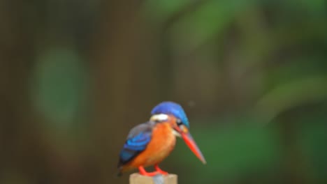 a blurred image of a blue-eared kingfisher bird standing on a log