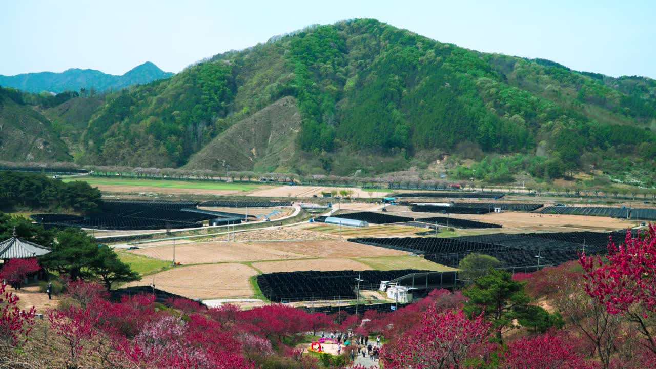 Una vista aerea panoramica rivela turisti che passeggiano tra vivaci alberi di Prunus persica rosa vicino a vaste coltivazioni di ginseng e montagne verdi al festival dei fiori di primavera di Hongdo Village in Corea del Sud
