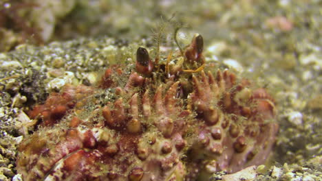 nahaufnahme einer halb im sand verborgenen kastenkrabbe, stielaugen und krallen ragen heraus, lustige augenbewegungen, zahnähnliche verlängerungen an den krallen sichtbar, verwendung von krallen und kleineren beinen, um den körper mit sand zu bedecken