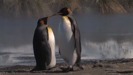 Kaiserpinguine-Am-Strand