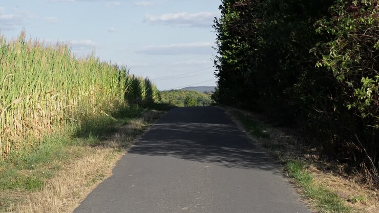 Pista ciclabile che attraversa la campagna tedesca, accanto a un campo di mais e alberi decidui, al tramonto.