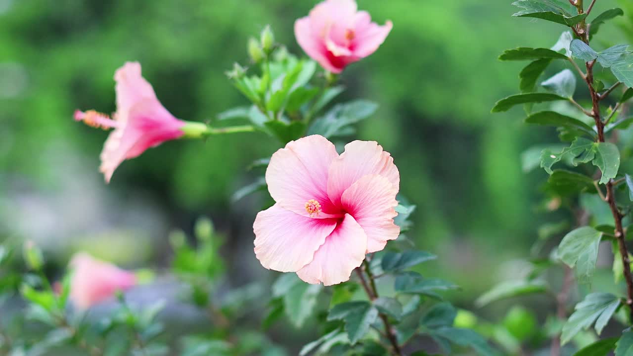 Fiore di ibisco che sboccia in un rigoglioso giardino verde