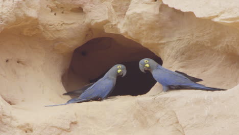 lear's macaw couple in front of nest entrance on sandstone cliff