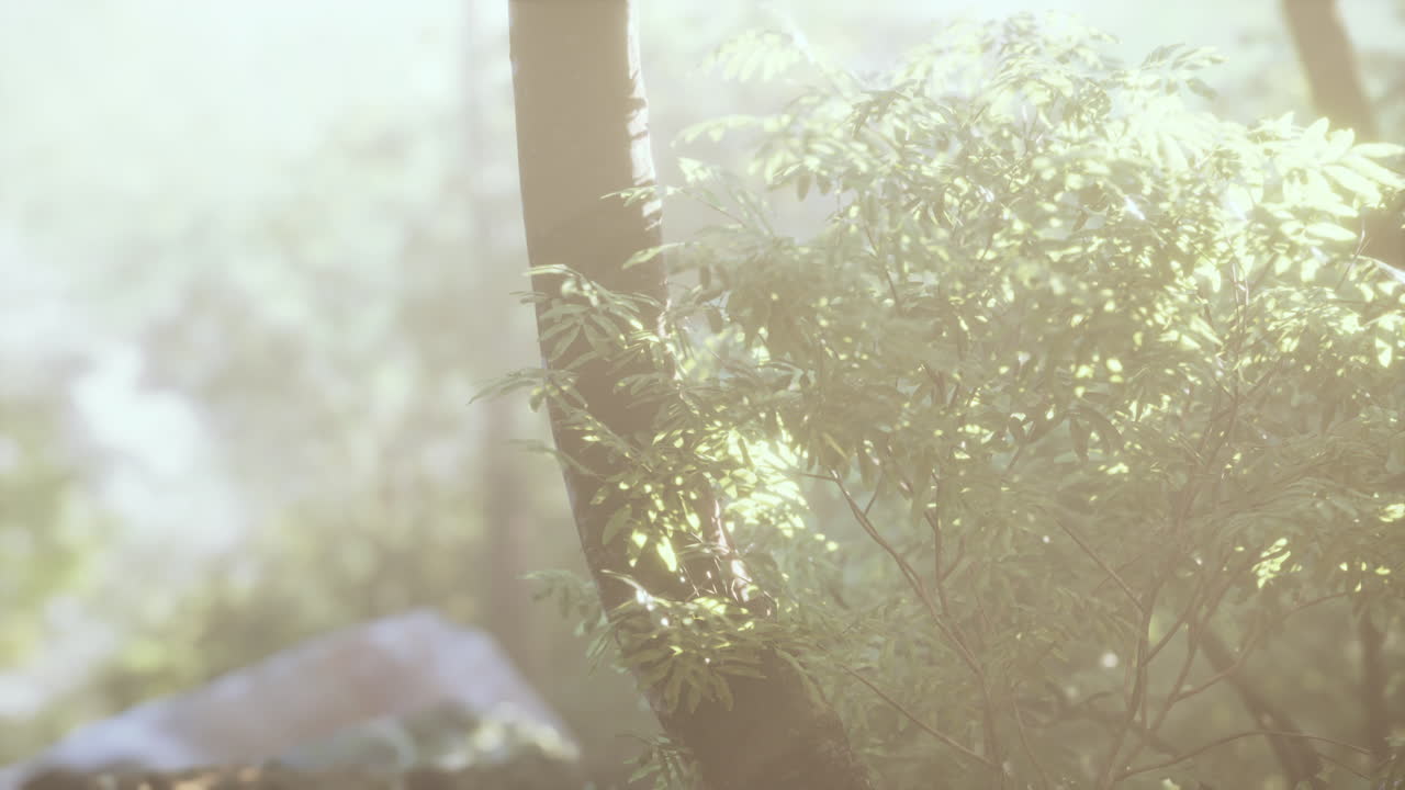 ⁇ 빛이 푸른 숲을 통해 빛납니다.