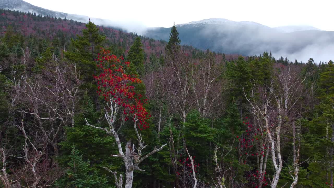 가을 에 초록색 소나무 들 사이 에 벌거벗은 버크 나무 가 서 있는 숲
