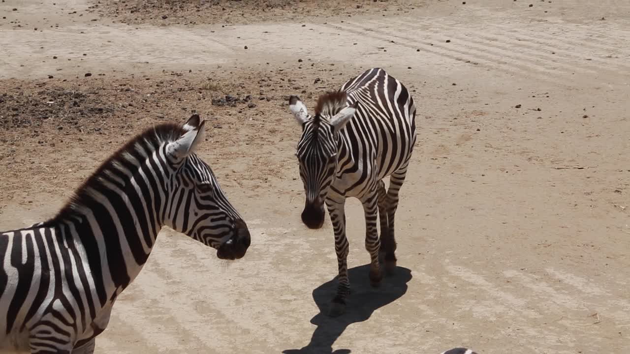 Una zebra in lontananza che si avvicina a un branco, unendosi ad altre zebre in un ambiente zoologico.