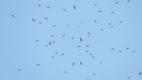 Riesiger-Vogelschwarm,-Der-In-Der-Luft-Fliegt