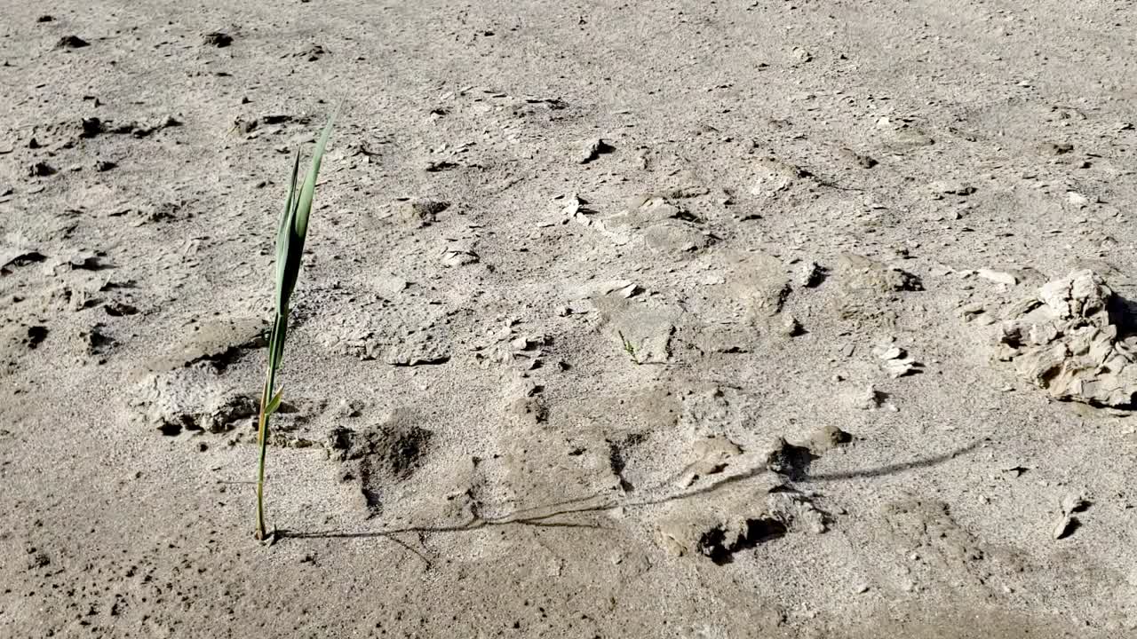 hierba que sopla en el viento en la playa de arena en utah