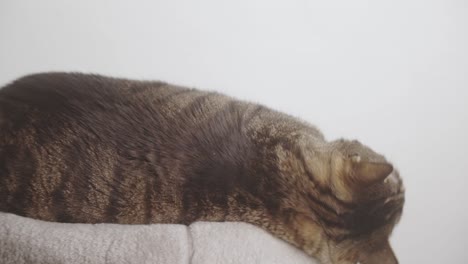 gato tabby perezoso acostado en su cama