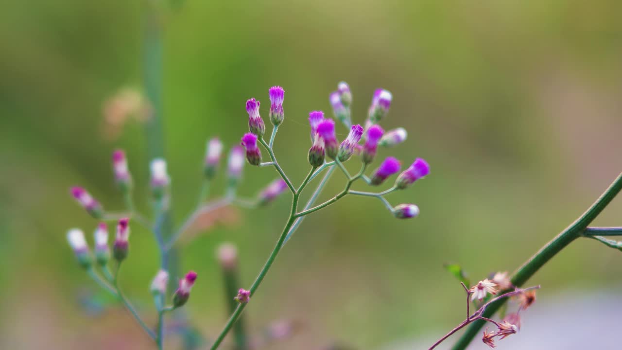 close up of red grass flower ultra HD