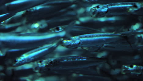 school of pacific sardines. loopable, background. closeup, static