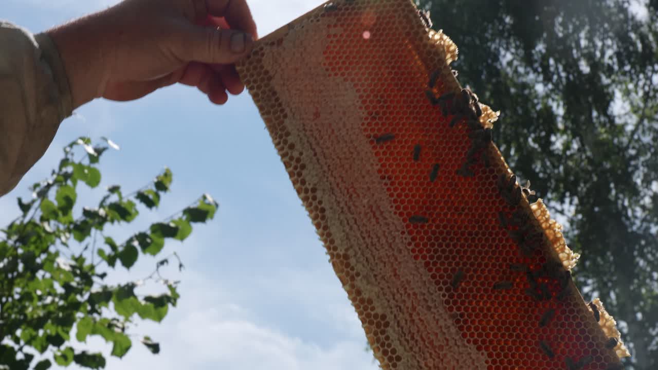 Beekeeper Inspecting Honeycomb Frame