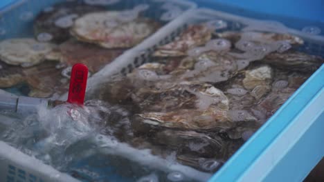 primer plano de almejas frescas con oxígeno siendo bombeado en la canasta en el mercado matutino de hakodate asaichi