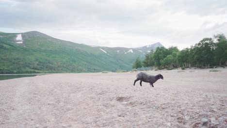 ovejas negras alejándose de la orilla del lago con montañas verdes en el fondo