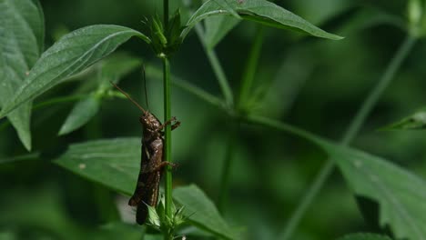 grasshopper under leaves while legs wrapped around the stem of the plant, kaeng krachan national park, thailand