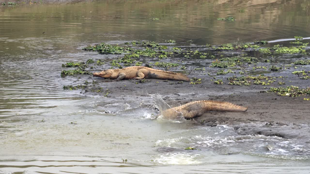 algunos cocodrilos muggar buceando desde la orilla del río hacia el agua en el parque nacional de chitwan en nepal