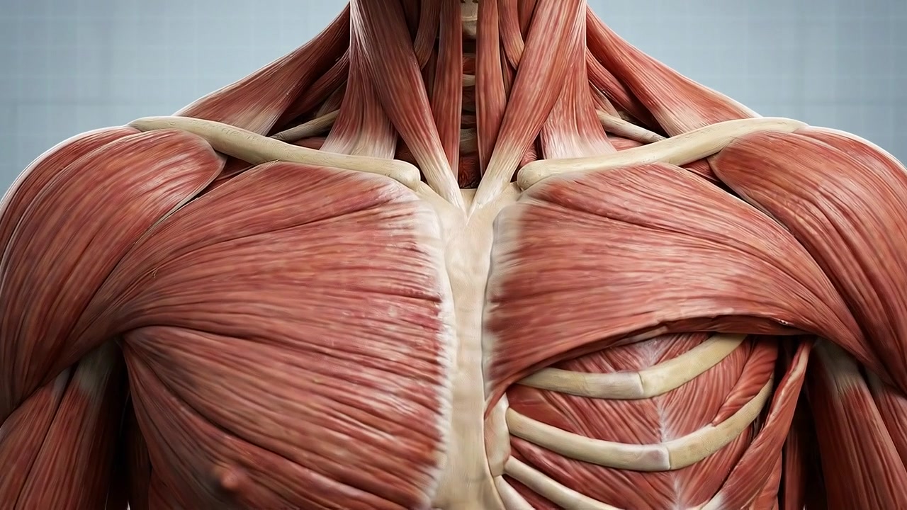 Visualizzazione dell'anatomia del sistema muscolare umano dei muscoli del tronco e del collo